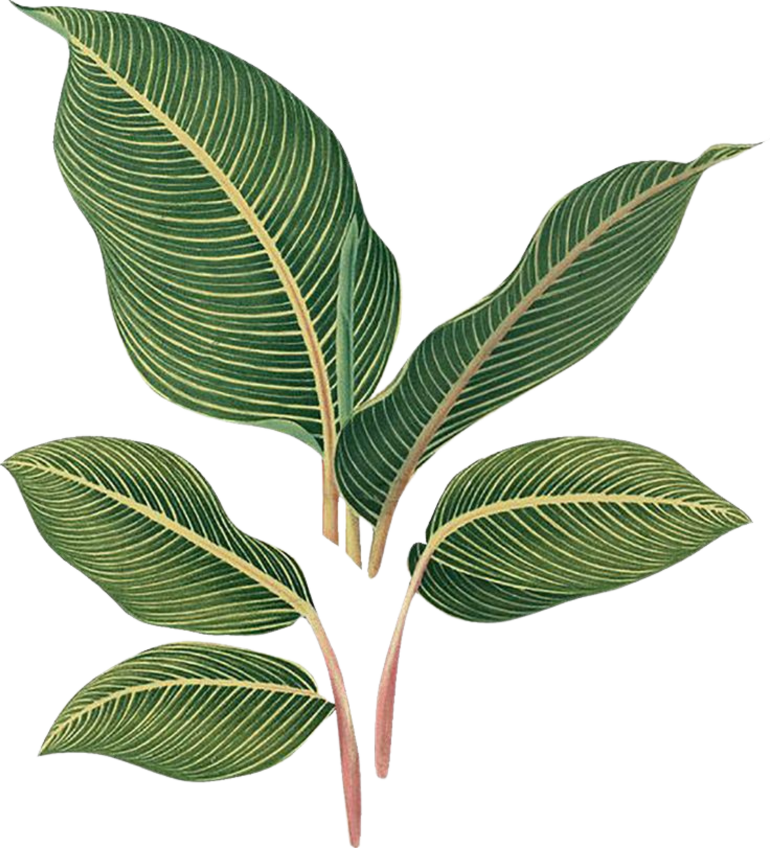 Plant Leaves Illustration 